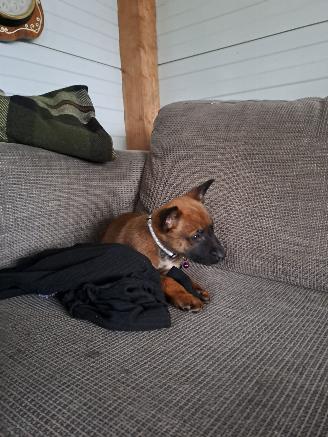 Alle  Mechelse herder x duitse herder pups picture 8