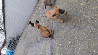 Alle  Mechelse herder x duitse herder pups picture 19