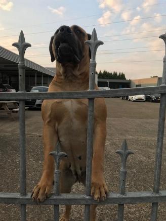 okazja samochody osobowe Bentley X4 Security 2019/9